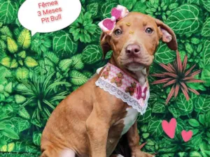 Cachorro raça Pit-Bull idade 2 a 6 meses nome Miah