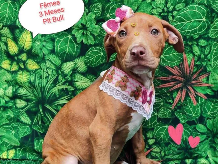 Cachorro ra a Pit-Bull idade 2 a 6 meses nome Miah