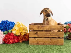 Cachorro raça SRD-ViraLata idade 2 a 6 meses nome Tico 
