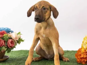 Cachorro raça SRD-ViraLata idade 2 a 6 meses nome Teco