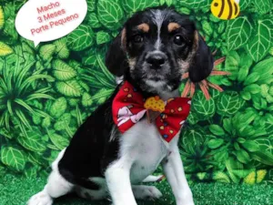 Cachorro raça SRD-ViraLata idade 2 a 6 meses nome Noah 