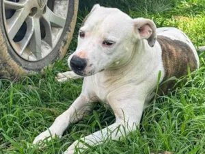 Cachorro raça Pit-Bull idade 2 anos nome Theo 