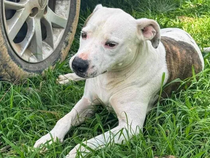 Cachorro ra a Pit-Bull idade 2 anos nome Theo 