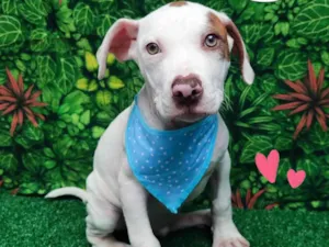 Cachorro raça Pitbull  idade 2 a 6 meses nome Ryan 