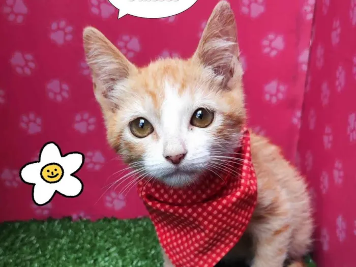 Gato ra a SRD-ViraLata idade 2 a 6 meses nome Lourenço 