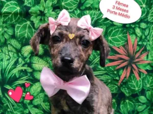 Cachorro raça SRD-ViraLata idade 2 a 6 meses nome Lolita