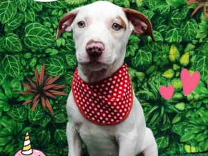 Cachorro raça Pit-Bull idade 2 a 6 meses nome Diego 