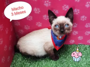 Gato raça SRD-ViraLata idade 2 a 6 meses nome Bilu