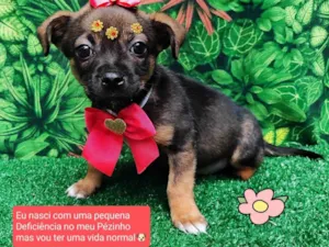 Cachorro raça SRD-ViraLata idade 2 a 6 meses nome Melzinha 