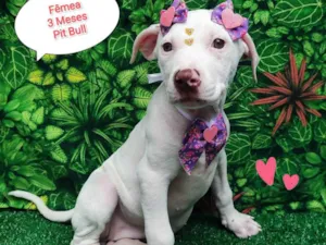 Cachorro raça Pit-Bull idade 2 a 6 meses nome Charlene 