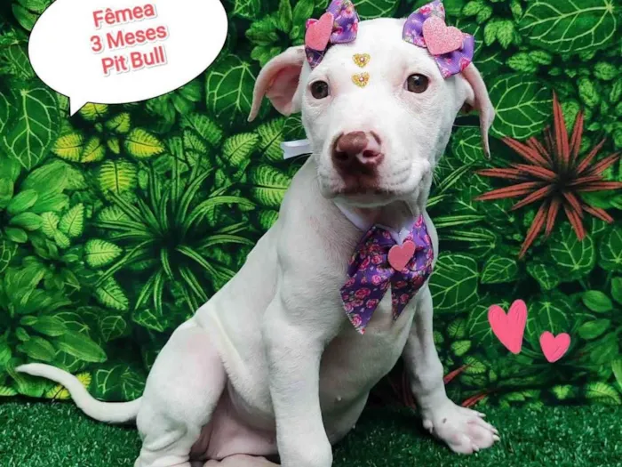 Cachorro ra a Pit-Bull idade 2 a 6 meses nome Charlene 
