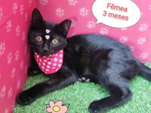 Gato raça SRD-ViraLata idade 2 a 6 meses nome Pitty