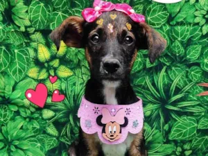 Cachorro raça  idade 2 a 6 meses nome Bia