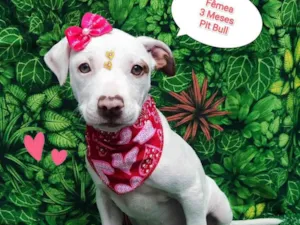 Cachorro raça Pit-Bull idade 2 a 6 meses nome Tieta