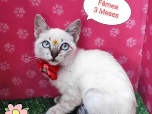 Gato raça SRD-ViraLata idade 2 a 6 meses nome Margo