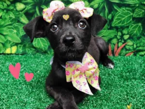 Cachorro raça SRD-ViraLata idade 2 a 6 meses nome Maju