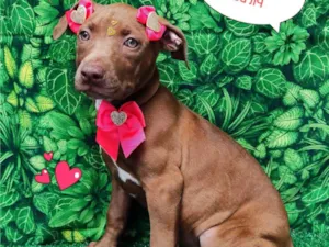 Cachorro raça SRD-ViraLata idade 2 a 6 meses nome Yara