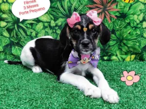 Cachorro raça SRD-ViraLata idade 2 a 6 meses nome Kiara