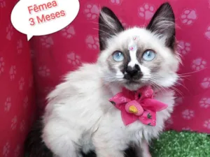 Gato raça SRD-ViraLata idade 2 a 6 meses nome Maze