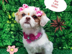 Cachorro raça Shitzu idade 1 ano nome Any 