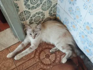 Gato raça Srd idade 7 a 11 meses nome Florzinha