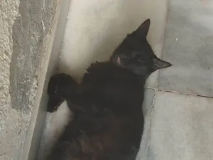 Gato raça Srd idade 7 a 11 meses nome Jota