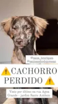 Caramelo