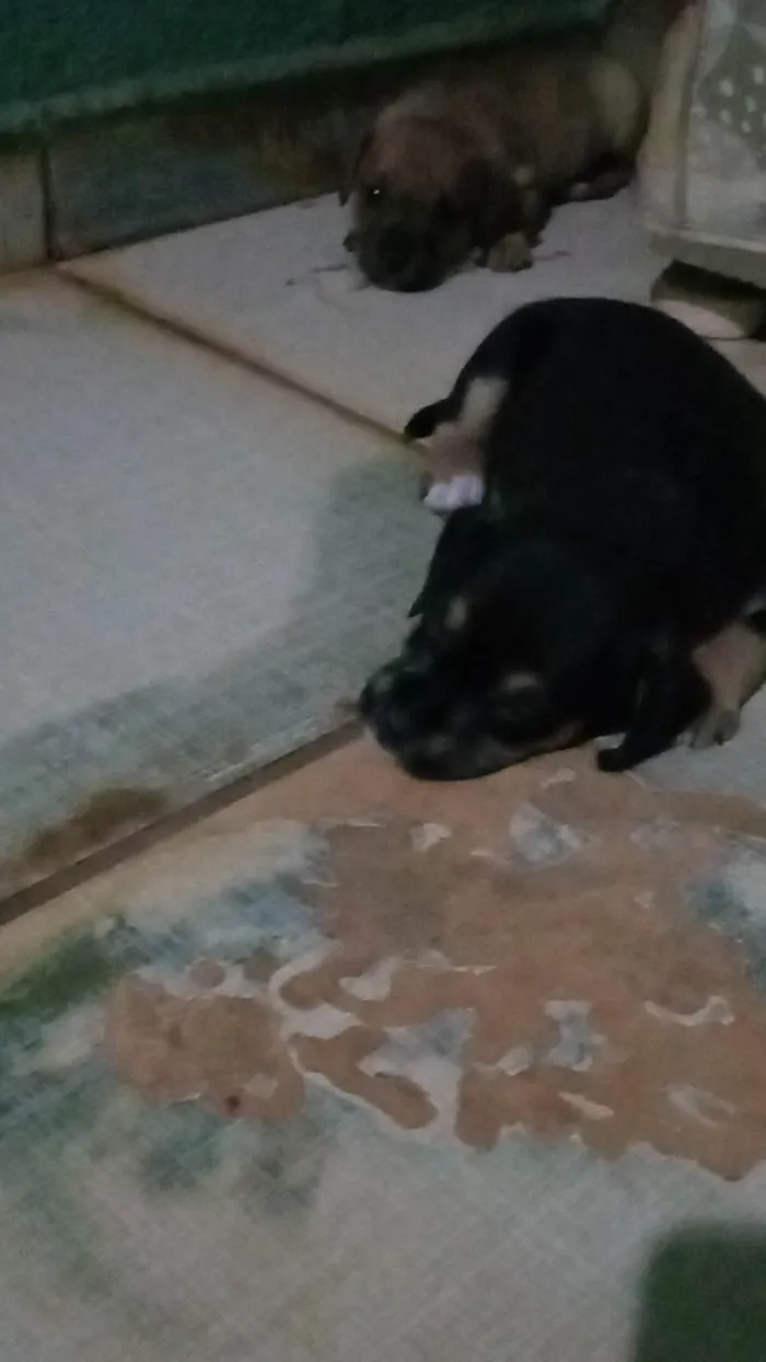 Cachorro ra a SRD-ViraLata idade Abaixo de 2 meses nome Lili,lulu,lula,pit,lolo,lilico
