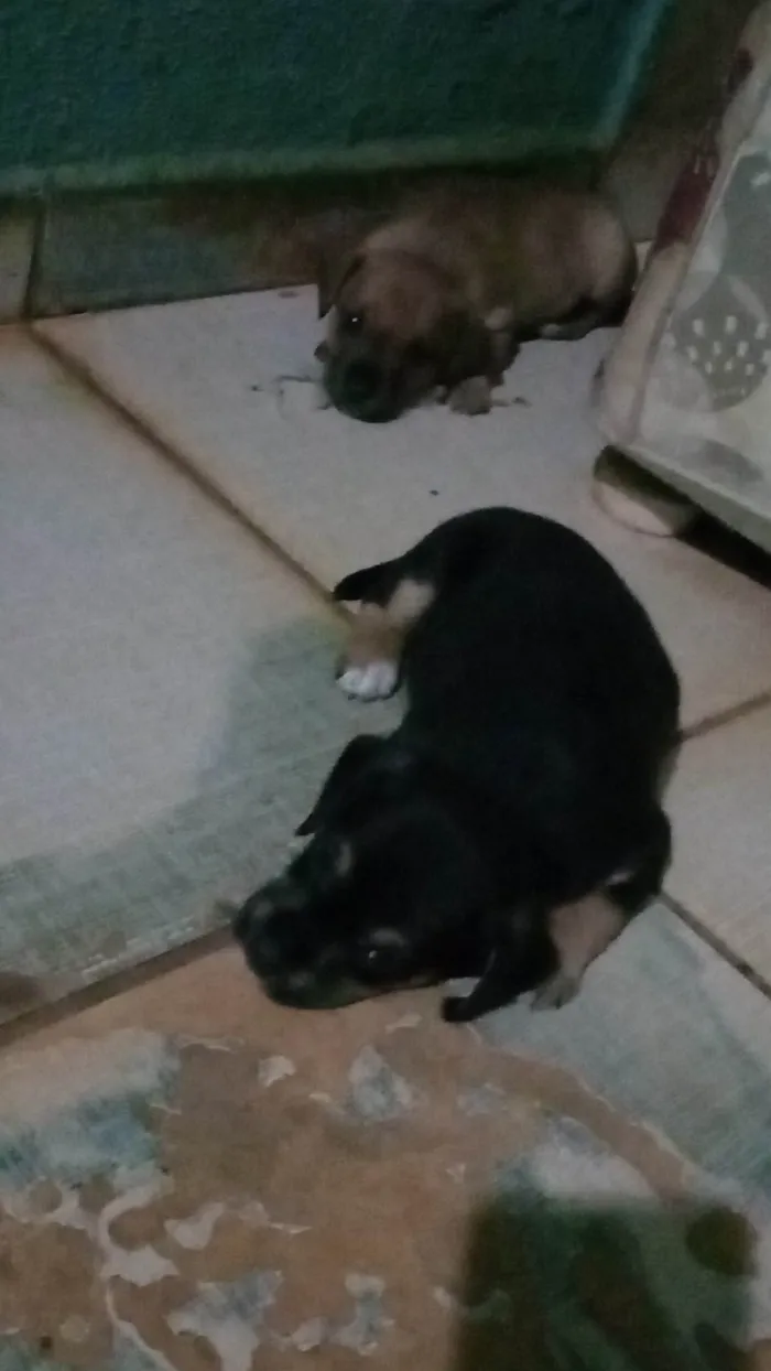 Cachorro ra a SRD-ViraLata idade Abaixo de 2 meses nome Lili,lulu,lula,pit,lolo,lilico