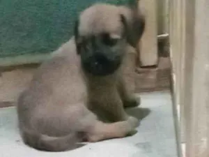 Cachorro raça SRD-ViraLata idade Abaixo de 2 meses nome Lilian.lala,lulu,lolo,lulu.piotoco
