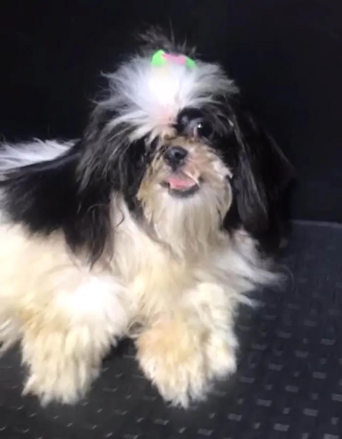 Cachorro ra a Shih-tzu idade 1 ano nome Dara