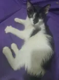 Vakinha