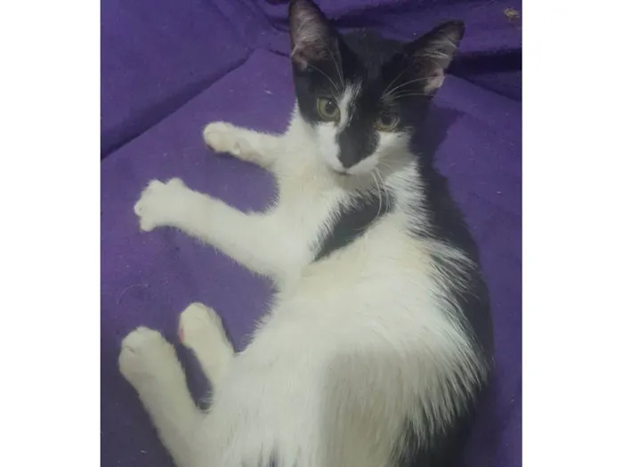 Gato ra a Srd idade 2 a 6 meses nome Vakinha