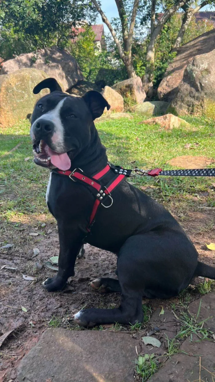 Cachorro ra a Viralata idade  nome Caramelo