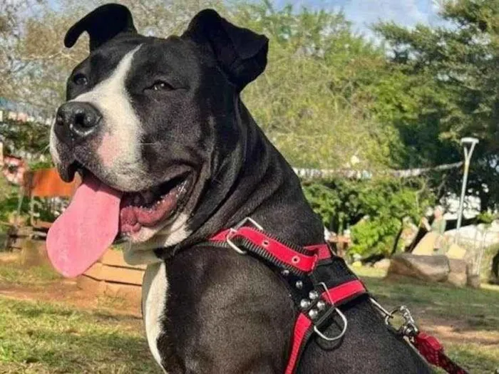 Cachorro ra a SRD-ViraLata idade 1 ano nome Brad Mecca