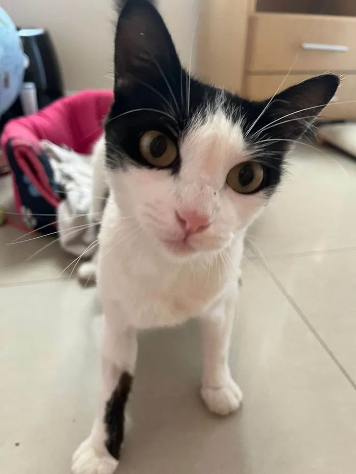 Gato ra a SRD-ViraLata idade 7 a 11 meses nome FLOR
