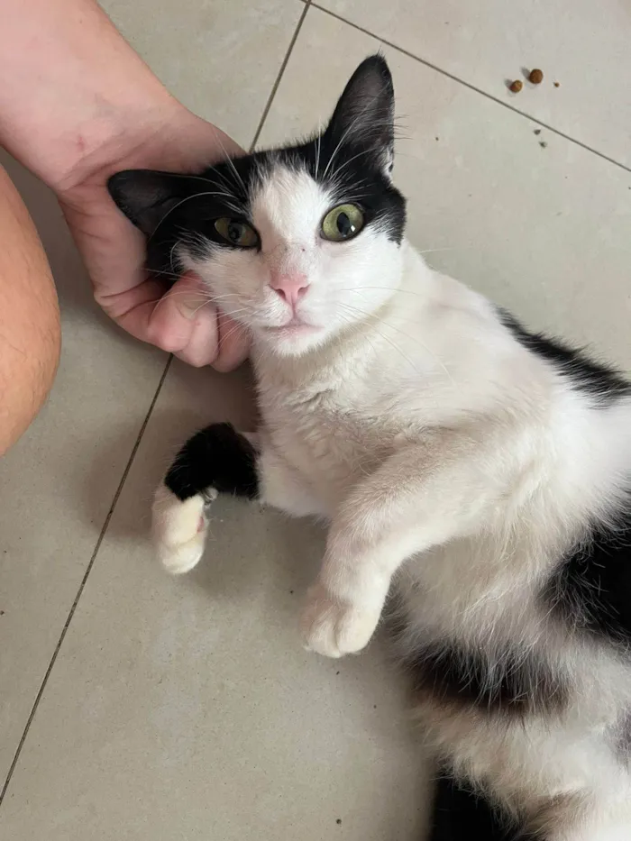 Gato ra a SRD-ViraLata idade 7 a 11 meses nome FLOR
