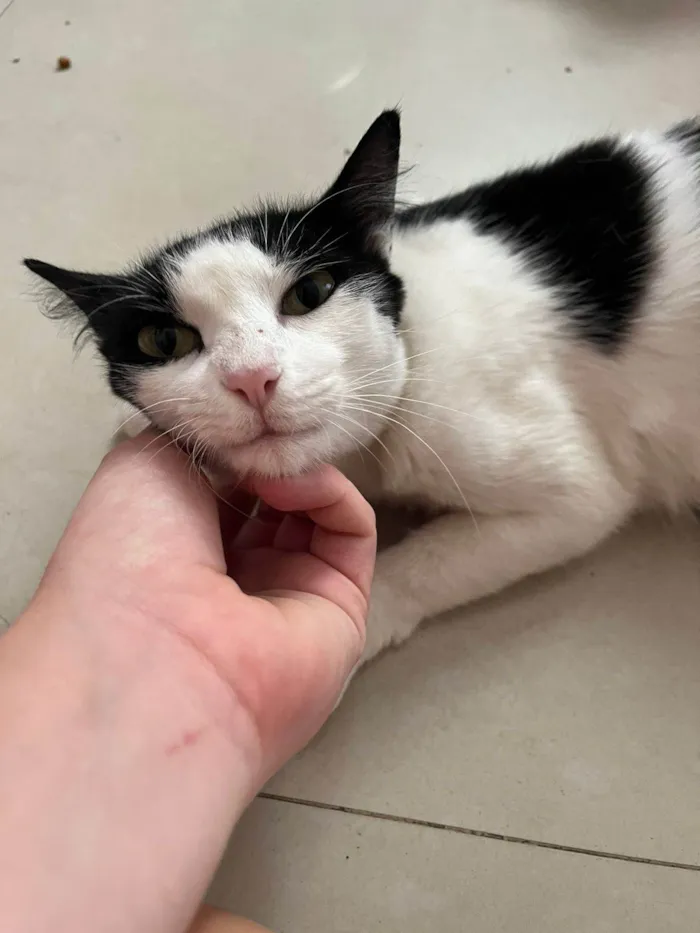 Gato ra a SRD-ViraLata idade 7 a 11 meses nome FLOR