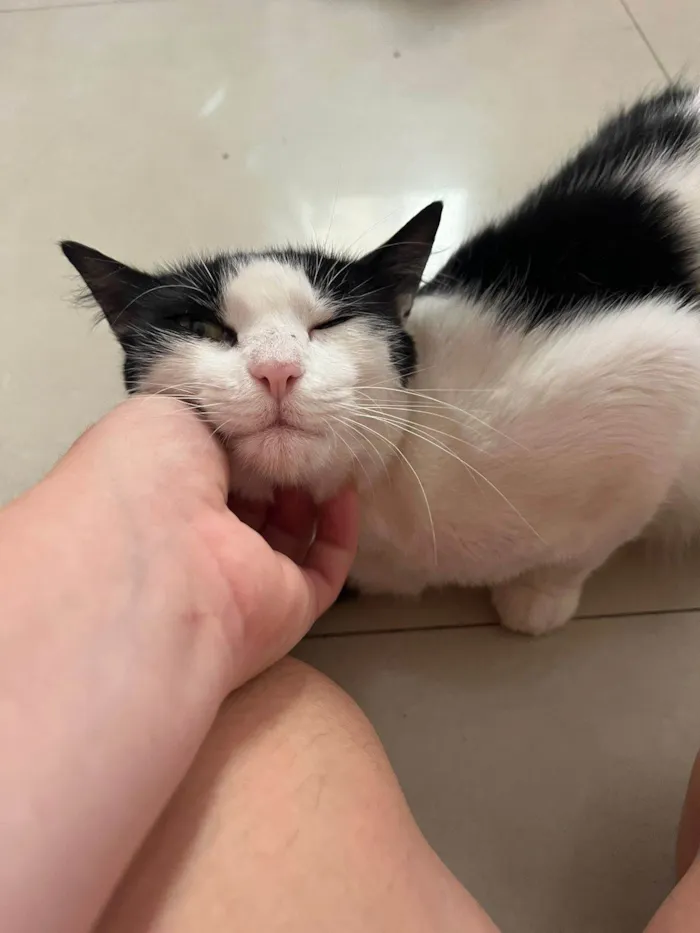 Gato ra a SRD-ViraLata idade 7 a 11 meses nome FLOR