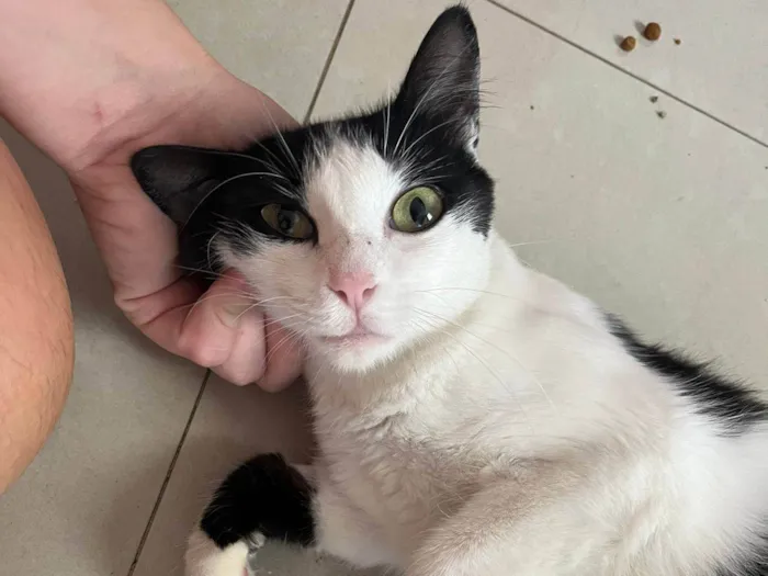 Gato ra a SRD-ViraLata idade 7 a 11 meses nome FLOR