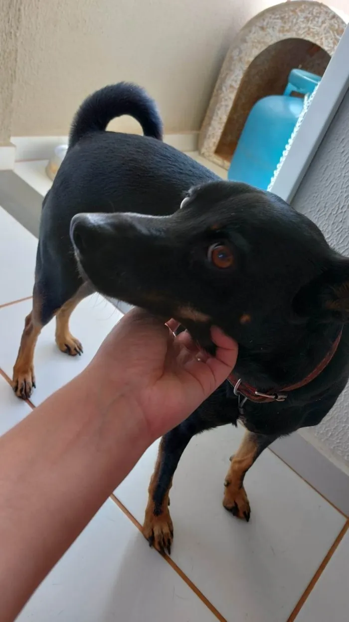 Cachorro ra a Pinscher idade 5 anos nome Cacau