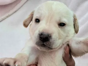 Cachorro raça SRD-ViraLata idade Abaixo de 2 meses nome Ainda não tem nome 