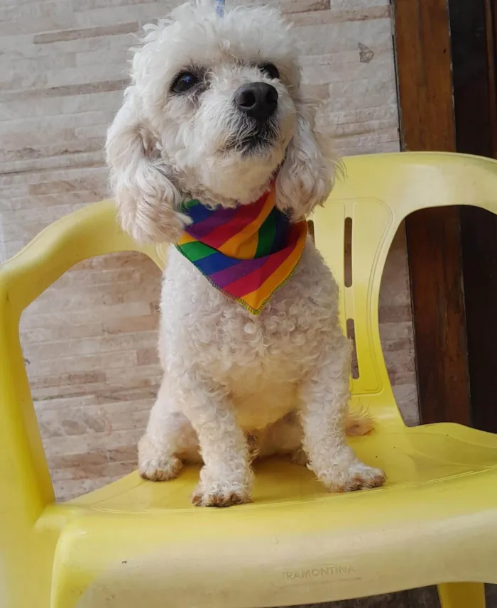 Cachorro ra a Poodle  idade 6 ou mais anos nome Tedy e Sansão 