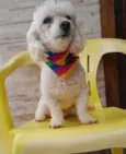 Tedy e Sansão