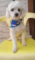Tedy e Sansão