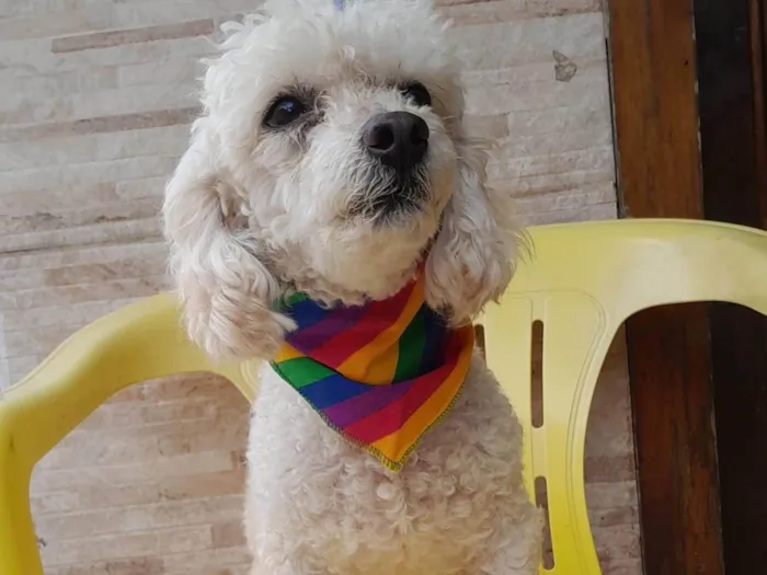 Cachorro ra a Poodle  idade 6 ou mais anos nome Tedy e Sansão 