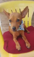 Pinsherzinho 