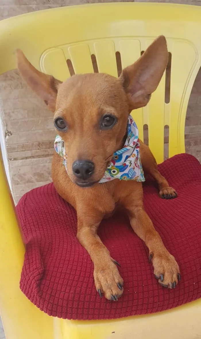 Cachorro ra a Pinsher idade 7 a 11 meses nome Pinsherzinho 