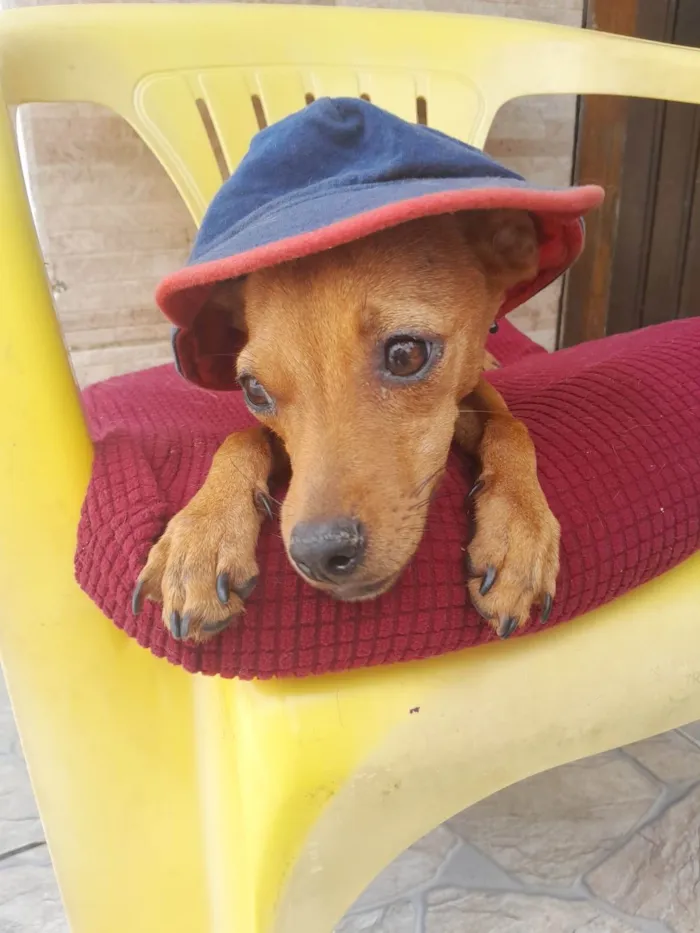 Cachorro ra a Pinsher idade 7 a 11 meses nome Pinsherzinho 