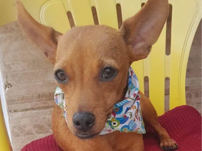 Cachorro ra a Pinsher idade 7 a 11 meses nome Pinsherzinho 